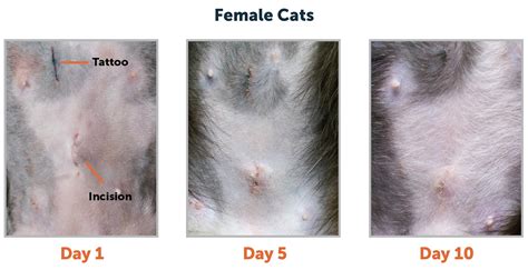 healed spay incision cat|Pictures of Normal & Infected Cat Incisions [Surgeon。